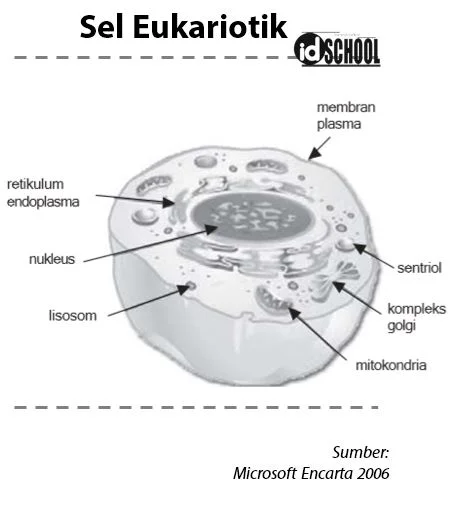 Struktur Tubuh Sel Eukariotik