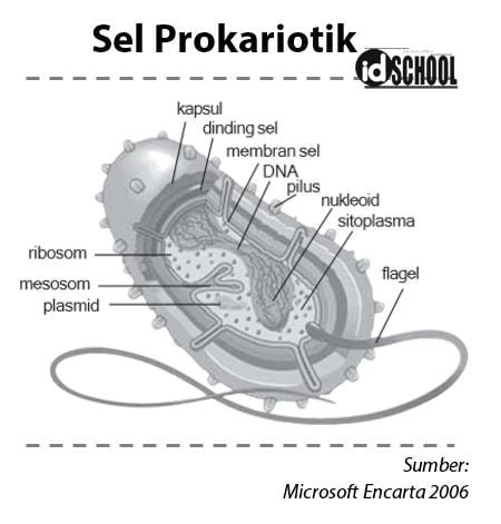 Struktur Tubuh Sel Prokariotik