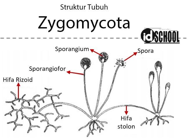 Struktur Tubuh Zygomycota