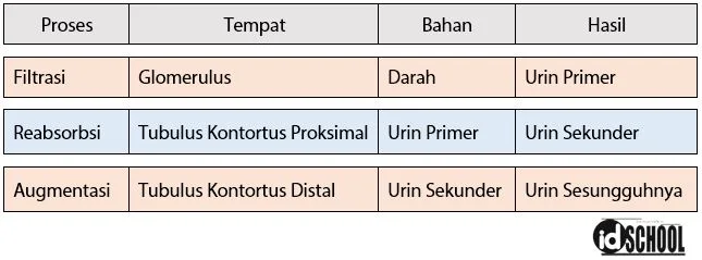 Tabel Ringkasan Proses Pembentukan Urin