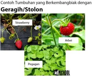 Contoh Tumbuhan yang Berkembangbiak dengan Geragih/Stolon
