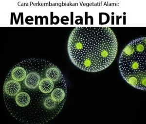 Contoh Tumbuhan yang Berkembangbiak dengan Membelah Diri