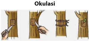 Contoh Tumbuhan yang Berkembangbiak dengan Okulasi