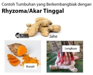 Contoh Tumbuhan yang Berkembangbiak dengan Rhizoma/Akar Tinggal