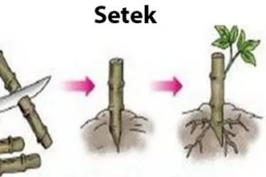 Contoh Tumbuhan yang Berkembangbiak dengan Setek