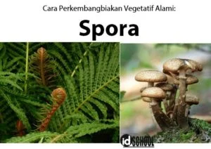 Contoh Tumbuhan yang Berkembangbiak dengan Spora