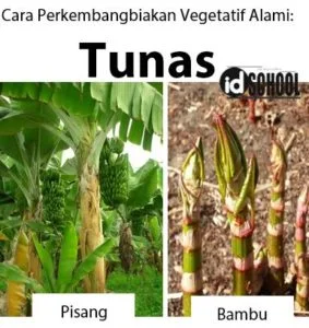 Contoh Tumbuhan yang Berkembangbiak dengan Tunas