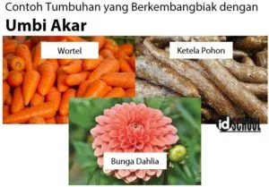 Contoh Tumbuhan yang Berkembangbiak dengan Umbi Akar