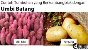 Contoh Tumbuhan yang Berkembangbiak dengan Umbi Batang