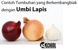 Contoh Tumbuhan yang Berkembangbiak dengan Umbi Lapis