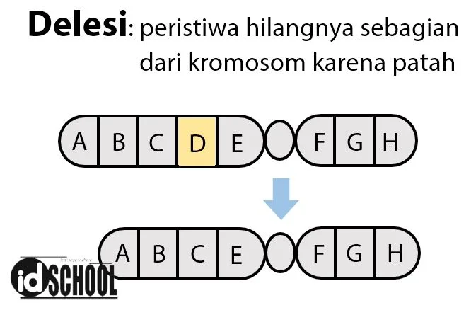 Kelainan Struktur Kromosom - Delesi