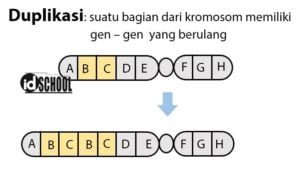 Macam-Macam Kelainan Struktur Kromosom dan Pengaruhnya – idschool.net
