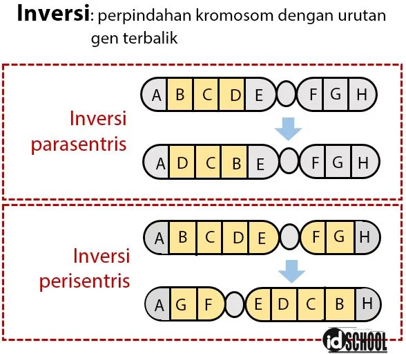 Kelainan Struktur Kromosom - Inversi