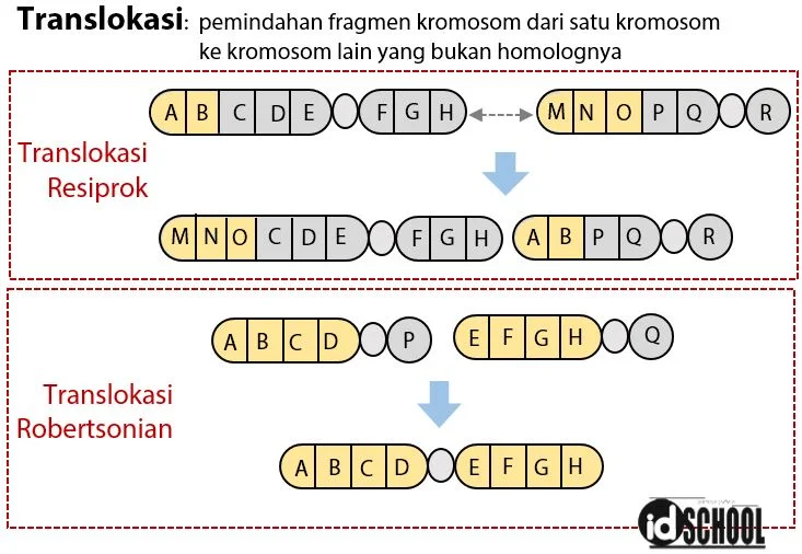 Kelainan Struktur Kromosom - Translokasi