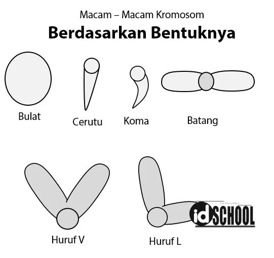 Macam-Macam Kromosom Berdasarkan Bentuknya