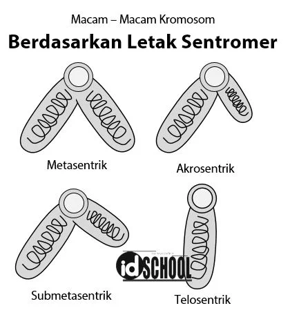 Macam - Macam Kromosom Berdasarkan Letak Sntromer
