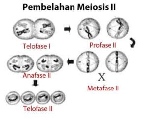 Pembelahan Sel Mitosis dan Meiosis – idschool.net