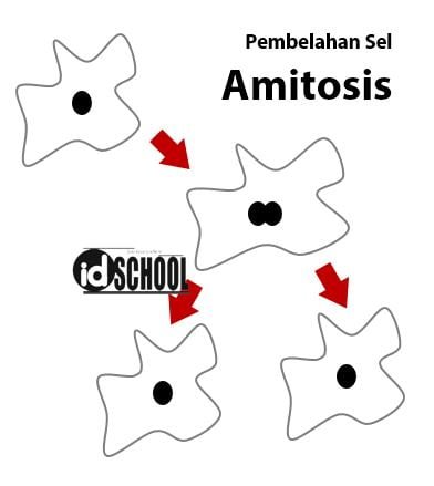 Pembelahan Sel Amitosis
