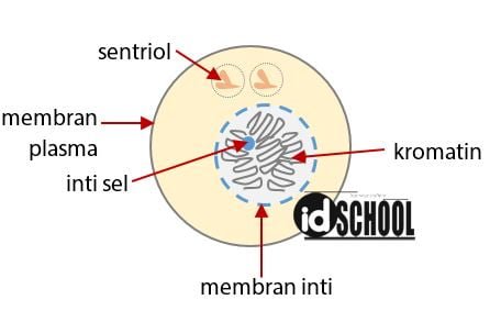 Gambarkan pembelahan sel secara mitosis pada metafase dan anafase