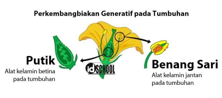 Alat Perkembangan Generatif Pada Tumbuhan Berupa Homecare24