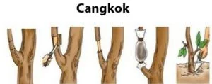 Perkembangbiakan Tumbuhan Vegetatif Buatan dengan Mencangkok