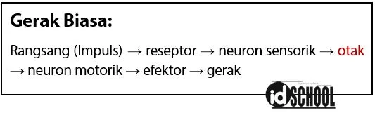 Urutan jalannya impuls (rangsang) pada gerak biasa (gerak sadar)