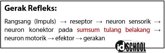 Urutan jalannya impuls (rangsang) pada gerak refleks
