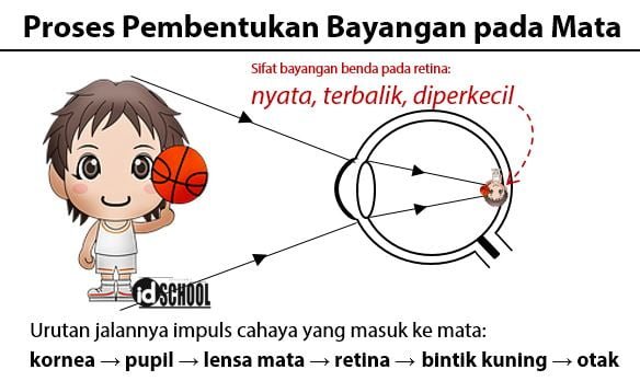 Proses Pembentukan Bayangan Pada Mata Idschool