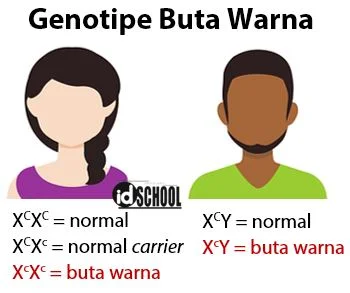 Buta Warna Merupakan Penyakit Menurun yang Terpaut Kromosom X