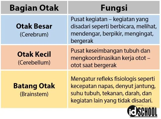 Fungsi dari Setiap Bagian Otak Manusia