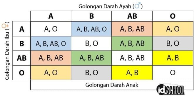 Persilangan Golongan Darah Pada Manusia 2 Blog Ilmu Pelajaran