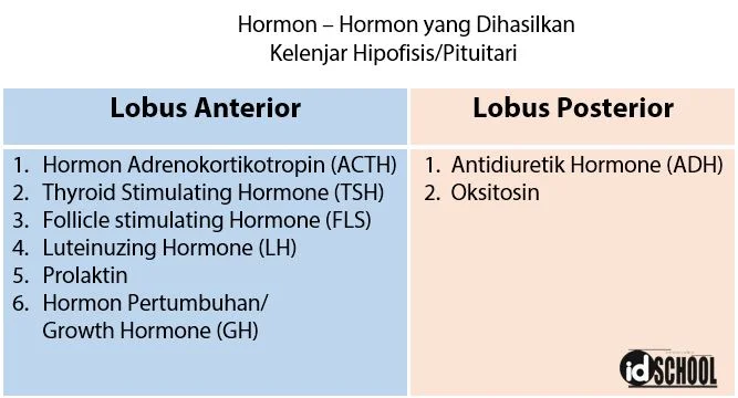 Hormon - Hormon yang Dihasilkan Kelenjar Pituitari/Hipofisis