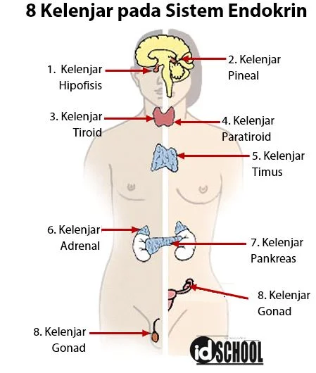 8 Kelenjar dalam Sistem Endokrin