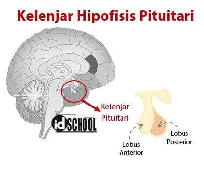 Letak Kelenjar Hipofisis (Kelenjar Pituitari)