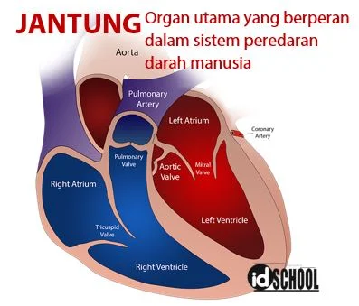 Organ Utama yang Berperan dalam Sistem Peredaran Darah Manusia