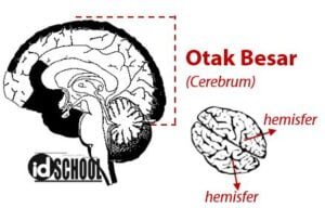 3 Bagian Utama Otak Manusia | idschool