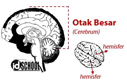 Otak Besar (Cerebrum)