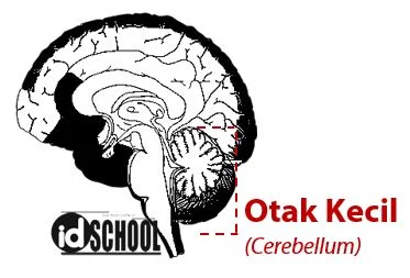 Otak Kecil (Cerebellum)