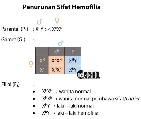 Penurunan Sifat Hemofilia