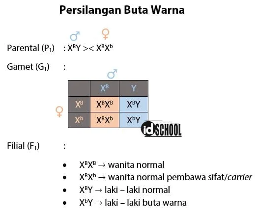 Persilangan Sifat Buta Warna
