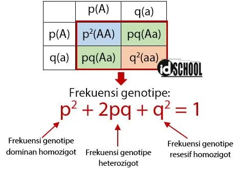Frekuensi Genotipe yang Sesuai Rumus Hukum Keseimbangan Hardy Weinberg