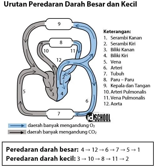 Urutan Peredaran Darah Besar dan Kecil