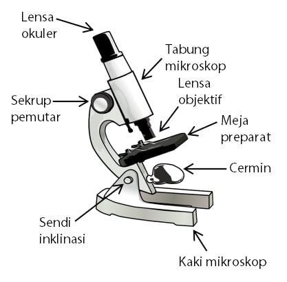Cara Menghitung Perbesaran Pada Mikroskop Idschool
