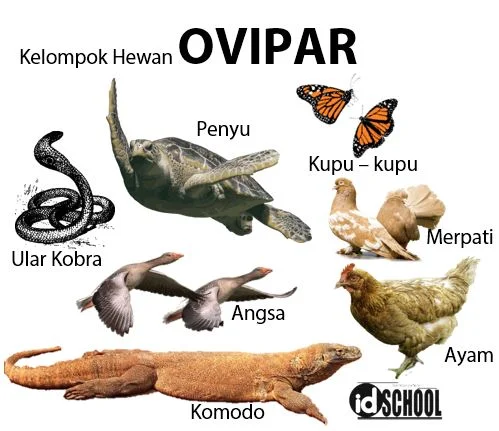 Cara Perkembangbiakan Hewan Secara Generatif Melalui Ovipar