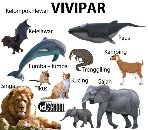 Cara Perkembangbiakan Hewan Secara Generatif Melalui Vivipar
