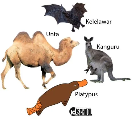 Ciri Khusus Hewan Beserta Penjelasannya