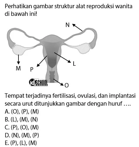 Contoh Soal Tahapan Oogenesis pada Pembentukan Sel Telur Wanita