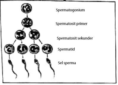 Contoh Soal Tahapan pada Spermatogenesis