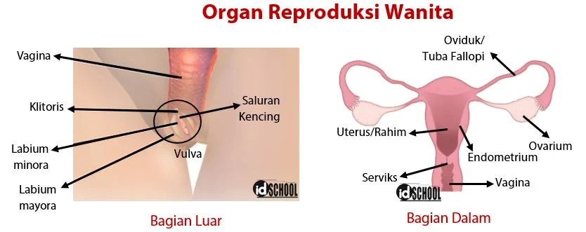 Organ Reproduksi Wanita Bagian Luar dan Dalam