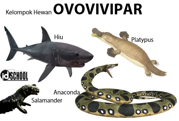 Perkembangbiakan Hewan Secara Generatif Melalui Ovovivipar